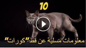 10معلومات مسلية عن قط كورات الذي يعتبر من أفضل انواع القطط المنزلية الاليفة في العالم Korat Cats