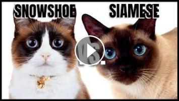 Snowshoe Cat Vs Siamese Cat Snowshoe Cat Vs Siamese Cat
