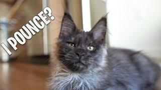 Maine Coon Kitten Turns 3 Months Kibas First Video Maine Coon Kitten Turns 3 Months Kibas First Video