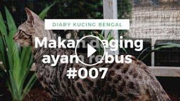 Kucing Bengal Makan Daging Ayam Rebus Weekly Vlog 007