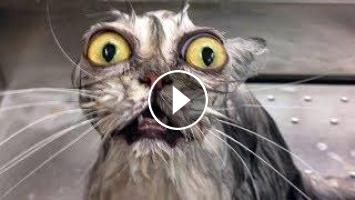 Drole Animaux Eau Fails Qui Vous Fera Mourir De Mourir Videos Epiques Animaux Funny Drole Animaux Eau Fails Qui Vous Fera Mourir De Mourir Videos Epiques Animaux Funny