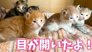 人気ダウンロード メインクーン 赤ちゃん 画像を無料でダウンロード