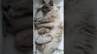 Chats De Race American Bobtail Videos Chats De Race American Bobtail Videos