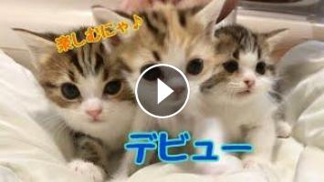 子猫 マンチカン 子猫 愛兄弟 育児ルームからケージデビューです 三毛ちゃんの自由奔放な姿がかわいい 子猫 マンチカン 子猫 愛兄弟 育児ルームからケージデビューです 三毛ちゃんの自由奔放な姿がかわいい