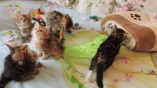Resultats De Votre Recherche Quot Chaton Siberien Quot Resultats De Votre Recherche Quot Chaton Siberien Quot