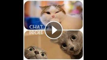 Chats Les Plus Droles N Essaient Pas De Retenir Le Rire Chat Drole Chats Les Plus Droles N Essaient Pas De Retenir Le Rire Chat Drole