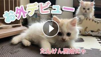 子猫 マンチカン お外デビューで遊びまくる子猫達が可愛いすぎた 子猫 マンチカン お外デビューで遊びまくる子猫達が可愛いすぎた