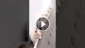 Baby Cat Video De Chat Mignon Et Drole