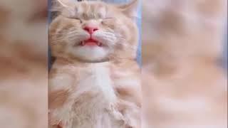 Ne Riez Pas Chat N Est Pas Drole Chat Fait Des Videos A Mourir De Rire Ne Riez Pas Chat N Est Pas Drole Chat Fait Des Videos A Mourir De Rire