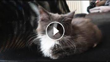 Mon Bebe Maine Coon Presentation Mon Bebe Maine Coon Presentation