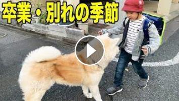 ワンコ達 孫達 お手伝い今昔 秋田犬そうすけ シェパードマック Vlog ワンコ達 孫達 お手伝い今昔 秋田犬そうすけ シェパードマック Vlog