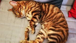 Chat De Race Toyger Videos