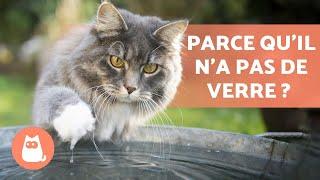 Pourquoi Mon Chat Boit Avec Sa Patte Pourquoi Mon Chat Boit Avec Sa Patte
