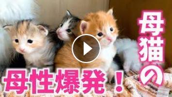 赤ちゃん猫 母猫からの愛情に溺れています メインクーン