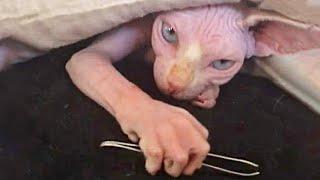 Chats De Race Donskoy Videos