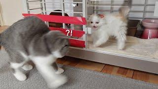 Resultats De Votre Recherche Quot Scottish Fold Quot Page 5 Resultats De Votre Recherche Quot Scottish Fold Quot Page 5