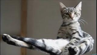 Chats De Race Maine Coon Videos Chats De Race Maine Coon Videos