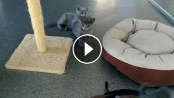 Chatons Bleu Russe Maternite