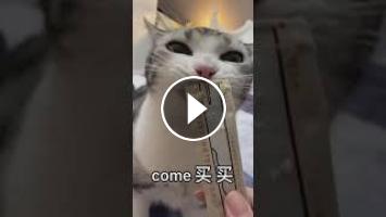 搞笑猫咪 比你男朋友还会疼老婆的小公猫 宠它没商量今天你吸猫了吗 喵星人 Cats 猫咪 Shorts 搞笑猫咪 比你男朋友还会疼老婆的小公猫 宠它没商量今天你吸猫了吗 喵星人 Cats 猫咪 Shorts