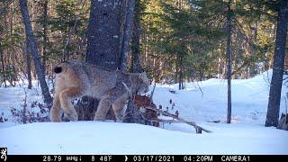 Chats De Race Snowshoe Videos Chats De Race Snowshoe Videos