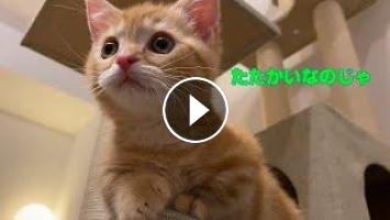 子猫と先住猫の闘いが可愛いw 短足マンチカン 茶トラ The Battle Between Kittens And Native Cats Is Cute Short Legged Munchkin 子猫と先住猫の闘いが可愛いw 短足マンチカン 茶トラ The Battle Between Kittens And Native Cats Is Cute Short Legged Munchkin