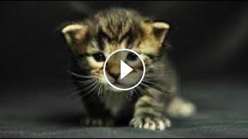 Ne Riez Pas Chat N Est Pas Drole Chat Fait Des Videos A Mourir De Rire Ne Riez Pas Chat N Est Pas Drole Chat Fait Des Videos A Mourir De Rire