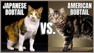 Information About American Bobtail Cat Catvideos Information About American Bobtail Cat Catvideos