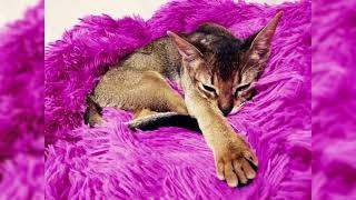 Norvegien Chat Avantages Et Inconvenients Prix Comment Choisir Faits Soins Histoire Norvegien Chat Avantages Et Inconvenients Prix Comment Choisir Faits Soins Histoire